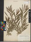 Foto von Salix purpurea L. x Salix viminalis L.